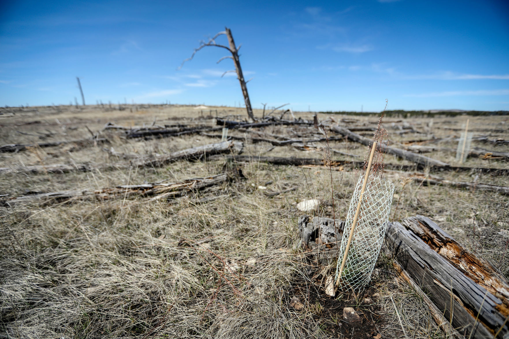 Jasper Fire Tree Planting